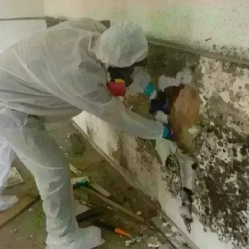 Mold Remediation and Removal in Harrison County, TX